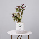 Sweet Potato Vine